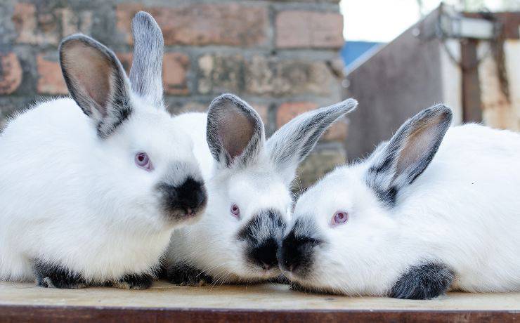tre coniglli