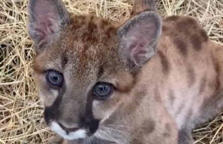 puma scoperto abbandono cuccioli 