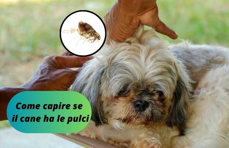 Uomo controlla se Fido ha le pulci