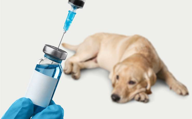 vaccinazione per il cane