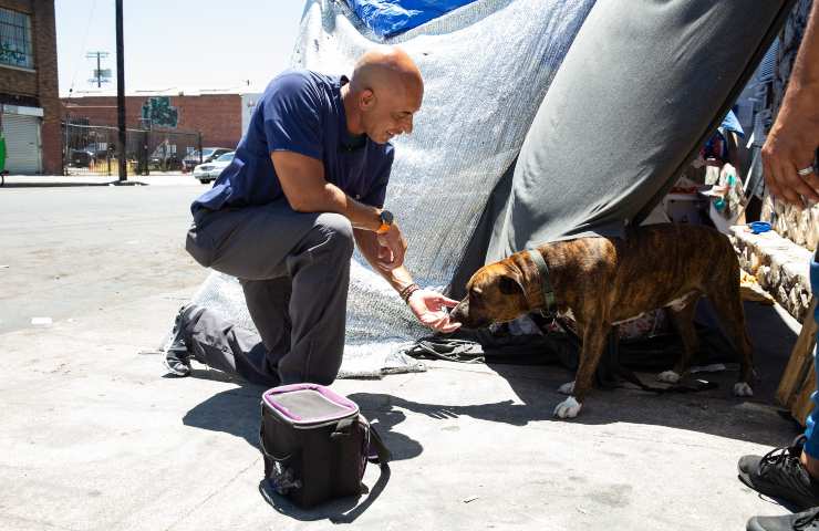 veterinario cura gratis cani