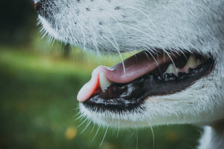 Igiene orale di cani e gatti