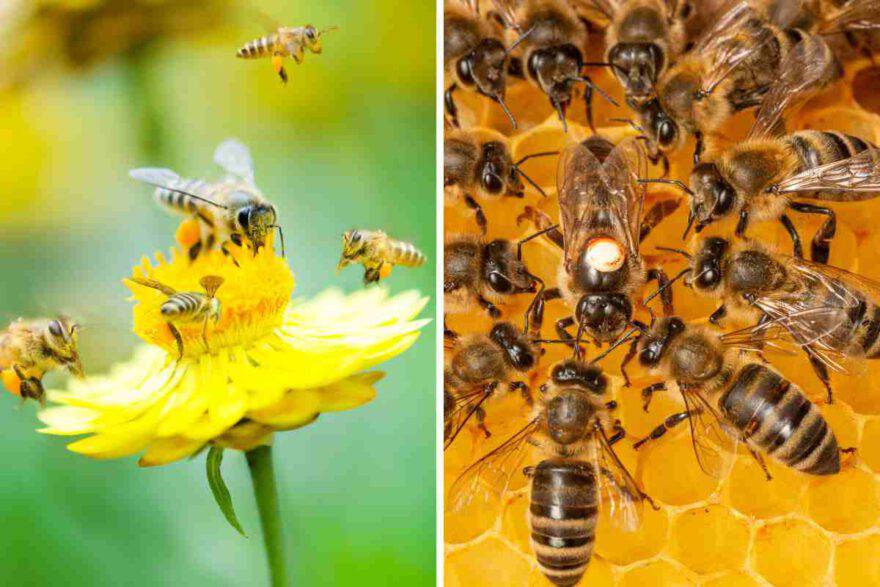 L'importanza delle api: Impollinazione e produzione di miele