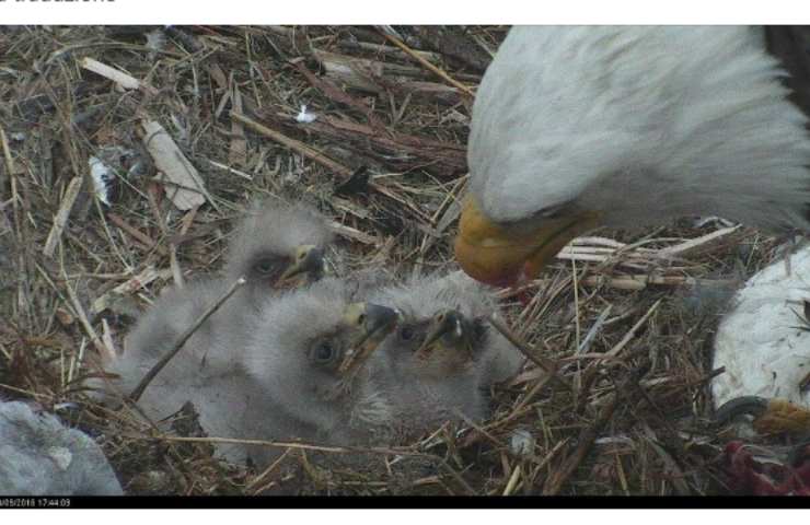 aquila cuccioli protetti Minnesota