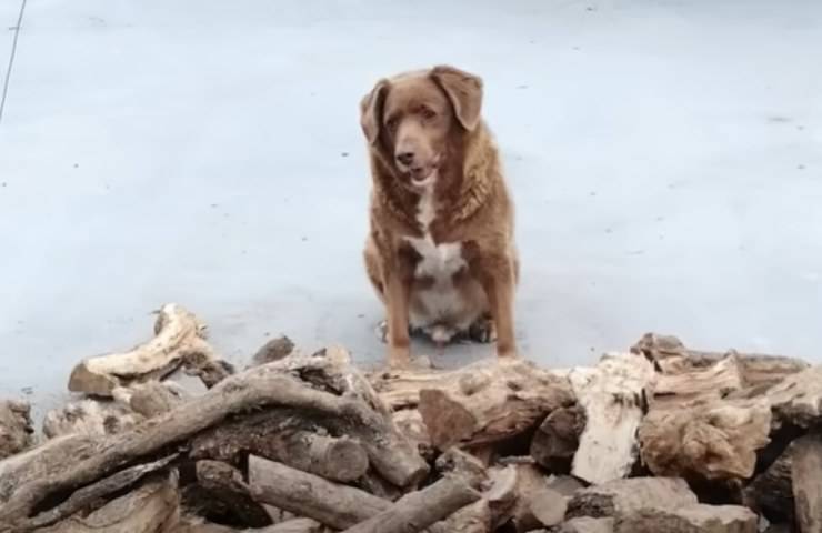 cagnolino Bobi 31 anni