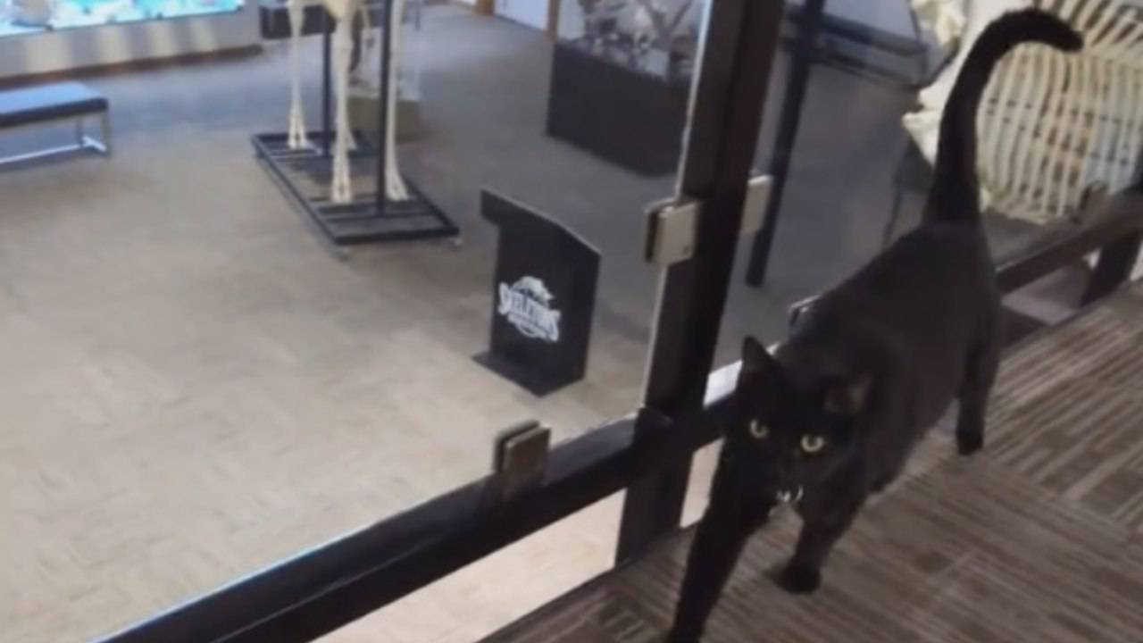 Gatto randagio salva museo dalla bancarotta: l'incredibile storia di Bones