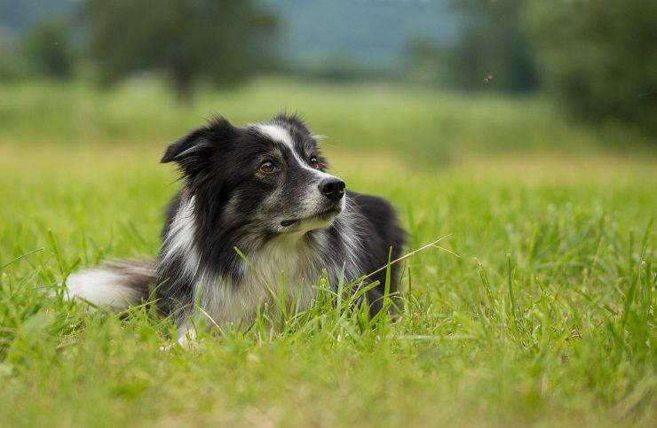 Border collie nell'erba 