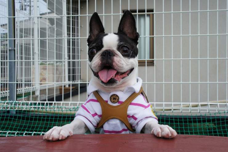 boston terrier 