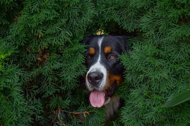 cane nascosto nell'erba 