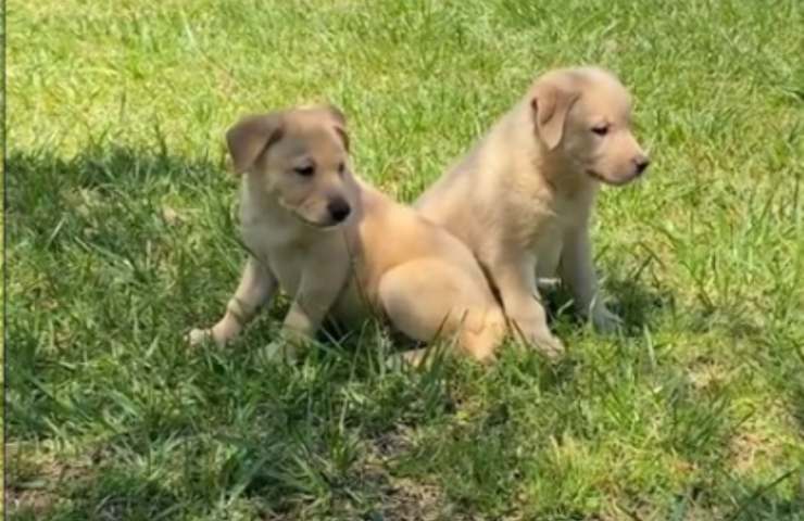 cagnolini trovati salvataggio ragazza