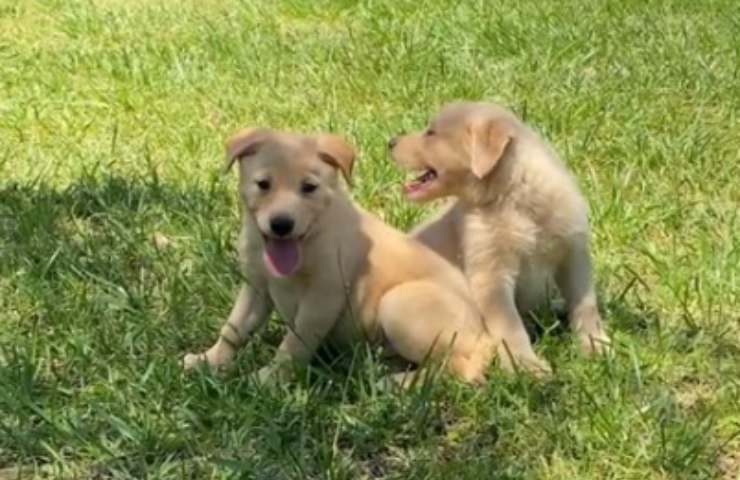 cagnolini trovati salvataggio adottati