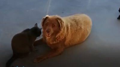 trentuno anni cane Bobi