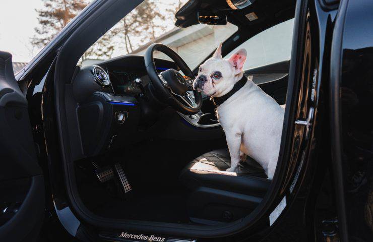 perro en el coche 