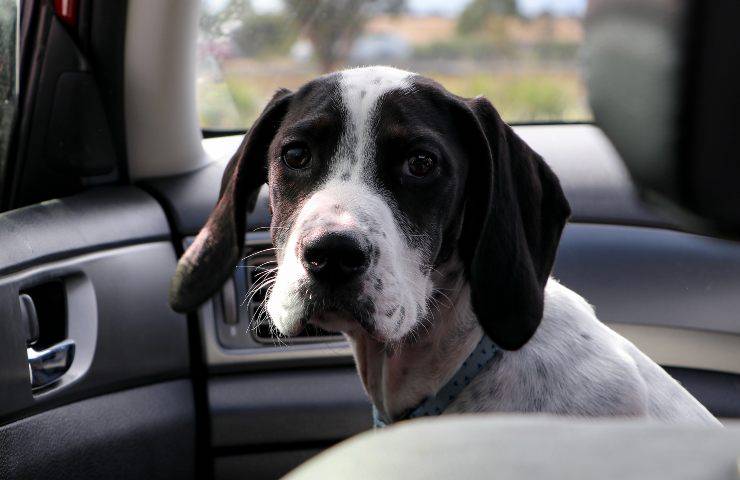 cane bianco e nero in auto