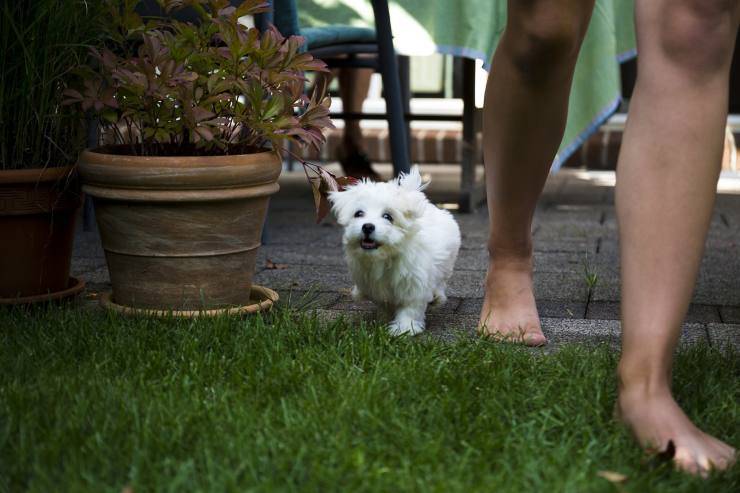 cane maltese corre in giardino 