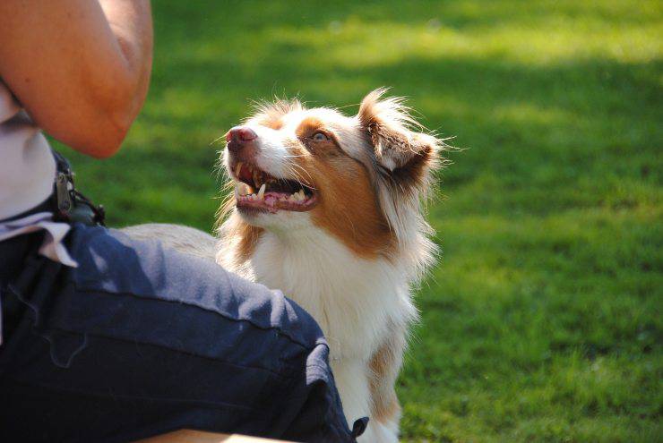 cane al parco 