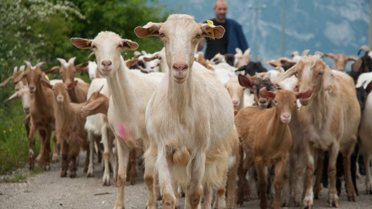 Capre e pastori 