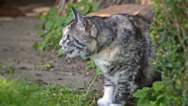 gatto in giardino 