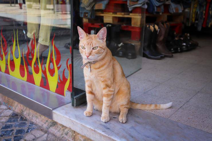 gatto rosso in un negozio 