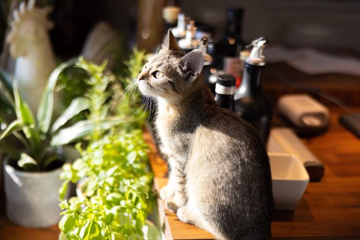 Il felino e il suo cibo