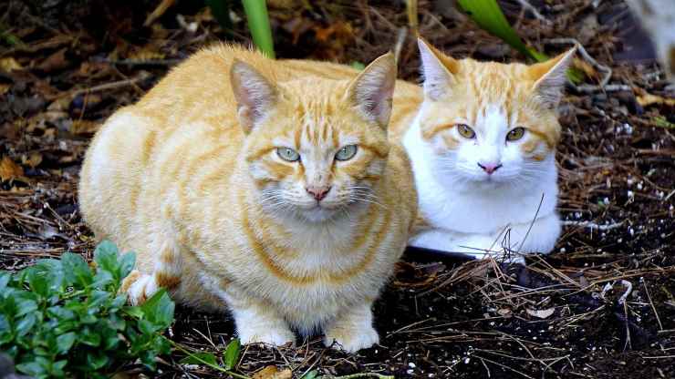 Dos gatos rojos mirando