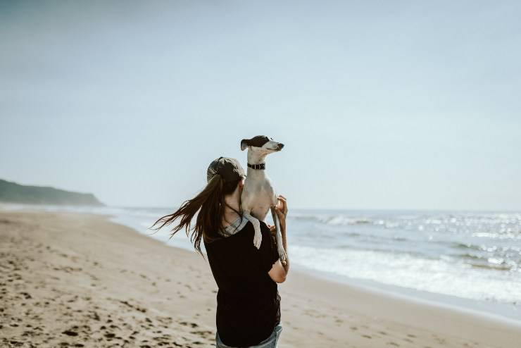 Il cane adulto e l'adozione