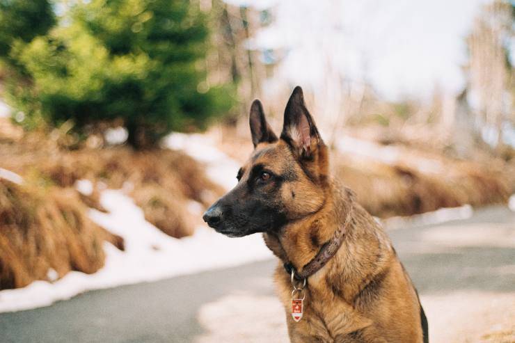 Il comportamento del cane