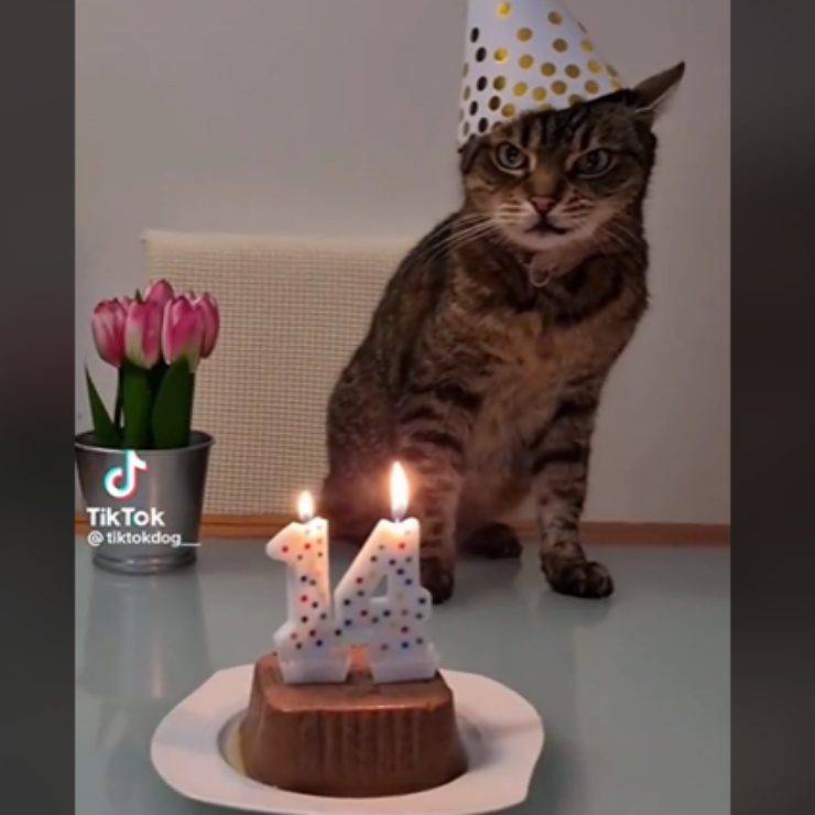 video furioso gato de cumpleaños