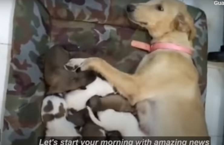 cagnolina strada cuccioli aiutata