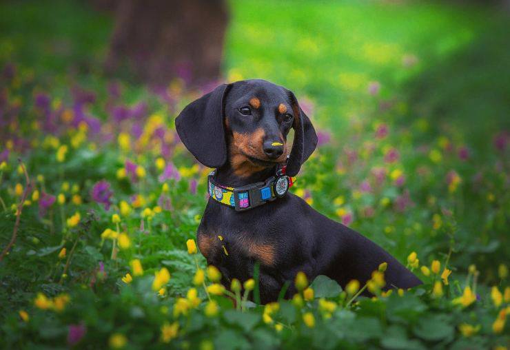 cucciolo bassotto 