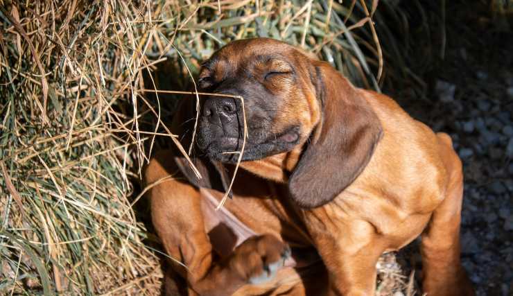 cucciolo di cane 