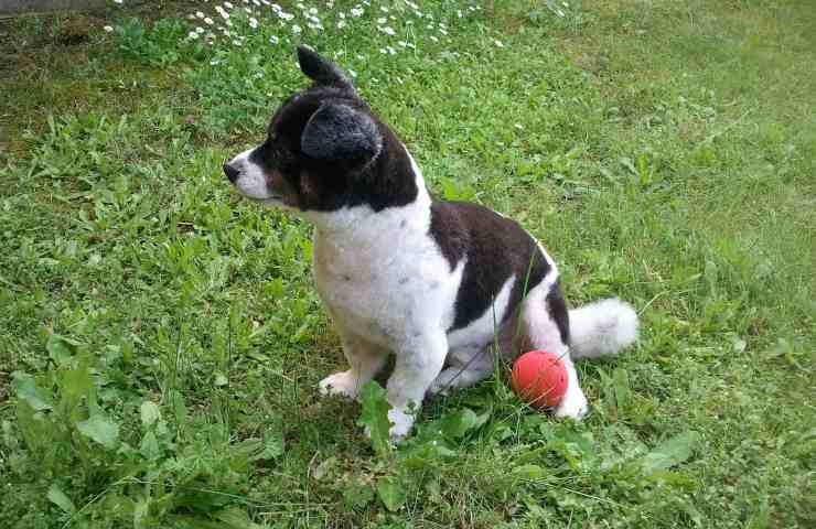 cucciolo che gioca 