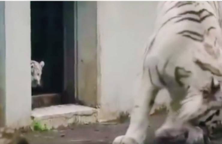 cucciolo tigre bianca scherzo