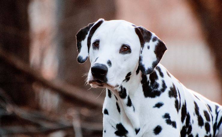 dalmata 