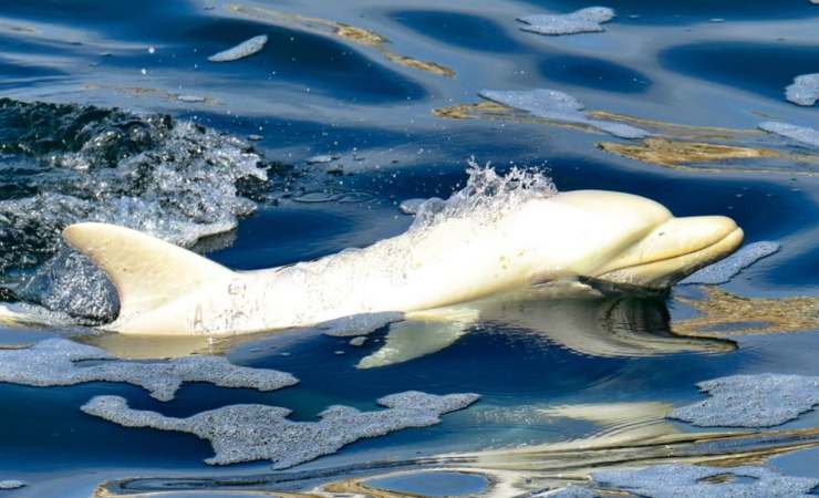 delfino albino 