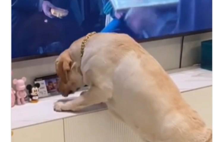 delusione cagnolino Labrador televisione