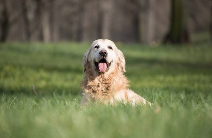 golden retriever 