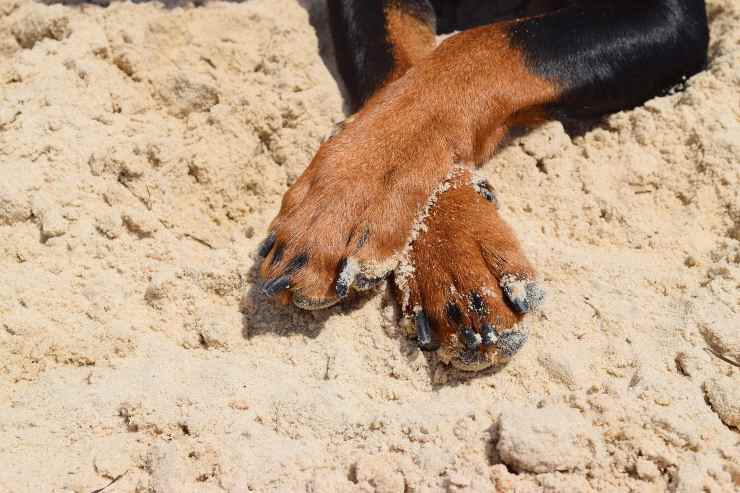 Il cane e le zampe sul terreno