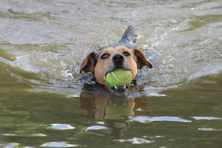 cane nuota e gioca 