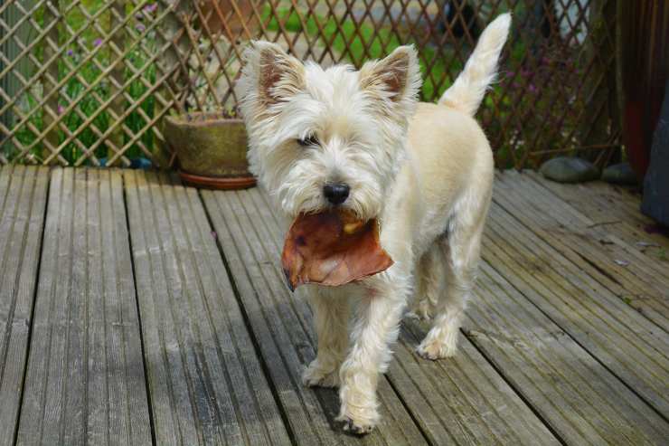 cane con cibo in bocca 