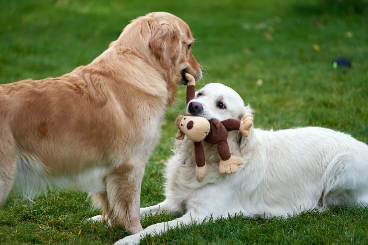 due cani giocano