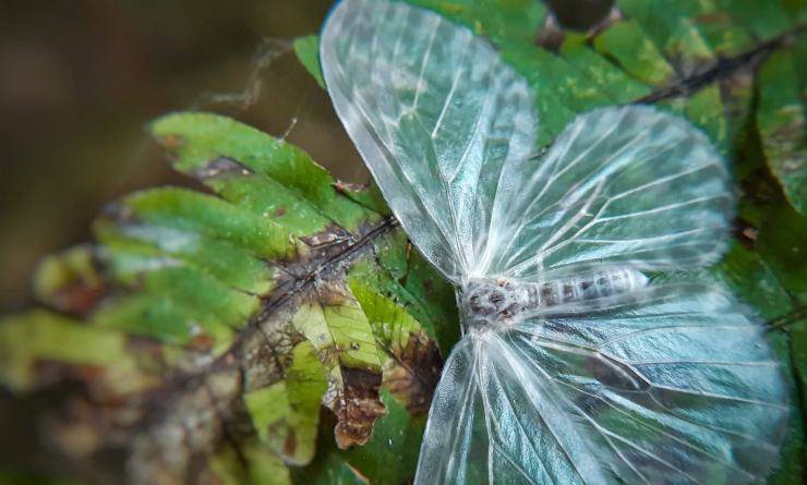 farfalla trasparente 