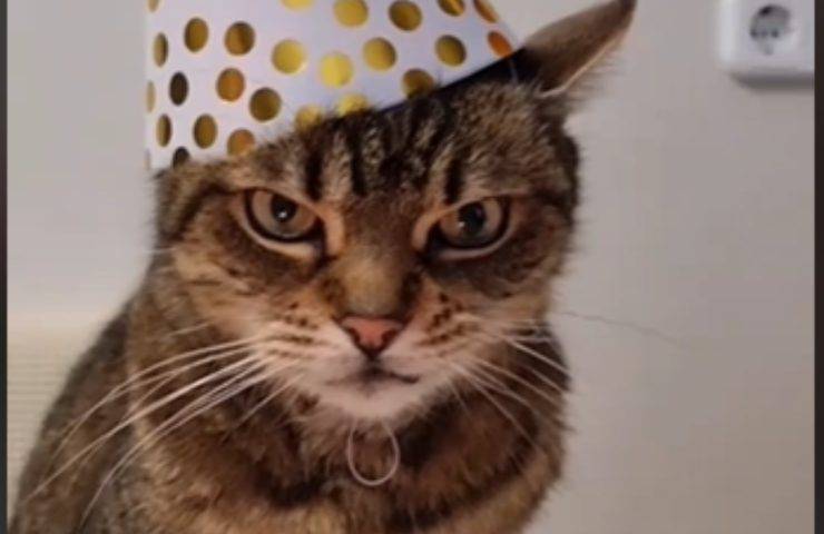 gatto compleanno espressione arrabbiata