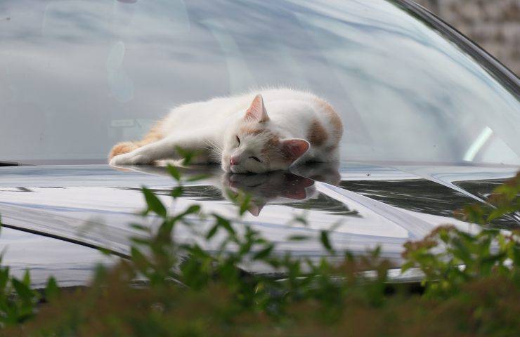 gatto sull'auto 