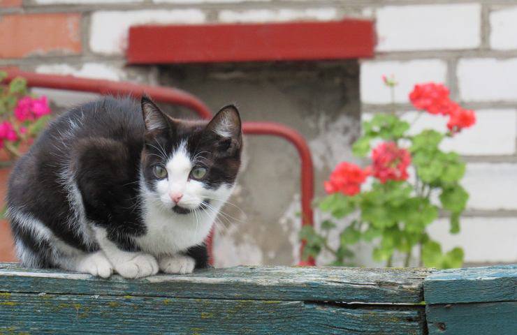 gatto in giardino 