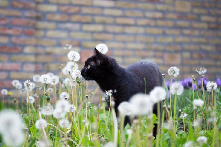 Gatto nero 