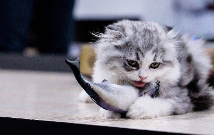 el gato esta jugando con el pez 