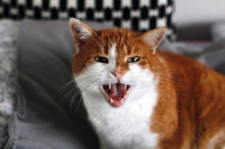 gatto rosso arrabbiato
