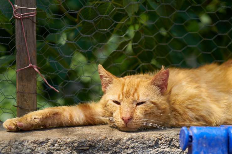 gatto rosso stanco 