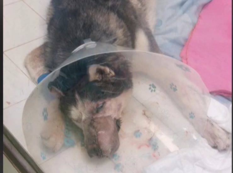 Perro husky después de la operación